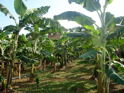 Cceres debate dia 25 o cultivo bananicultor