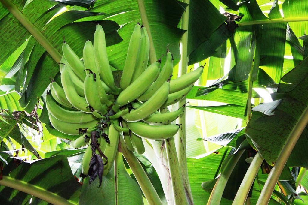 Produtores rurais recebem 800 mudas de banana da terra para avaliao de quatro cultivares em MT