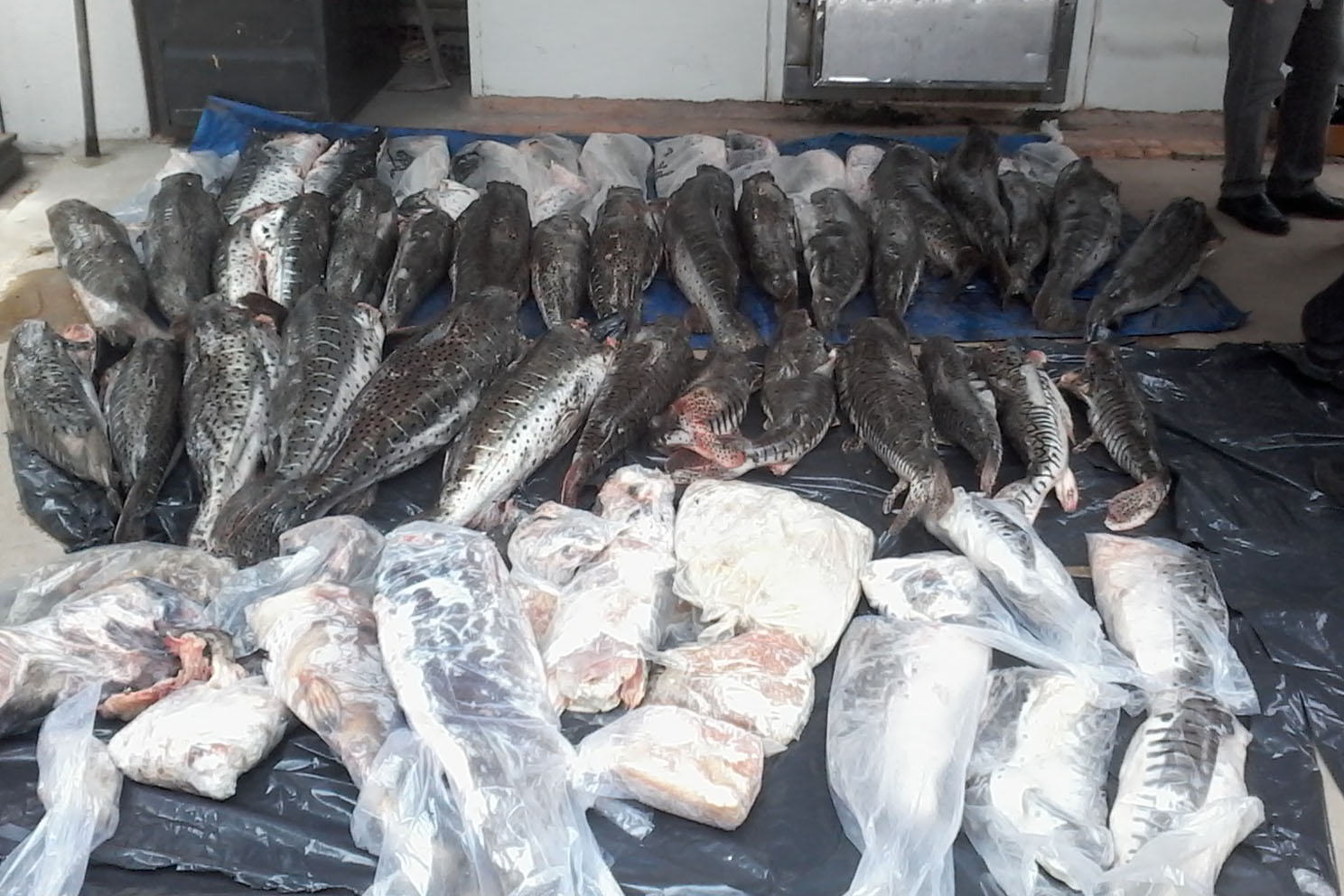 Apreenses de pescado ilegal alimentam instituies filantrpicas em Mato Grosso