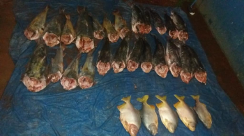 Polcia Militar flagra trs com   pescado irregular em Pocon