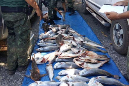 Paulistas so flagrados com mais de 300 kgs de pescado