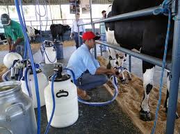 Produtores de leite se renem na sexta feira em Pontes e Lacerda