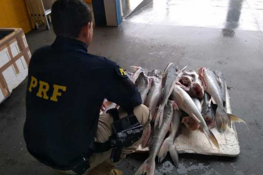 PRF apreende mais de 289 kg de  pescado irregular em P. Lacerda