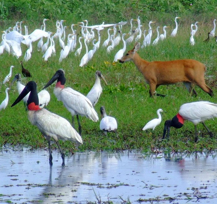 Longa sobre o Pantanal ser exibido na Sicmatur