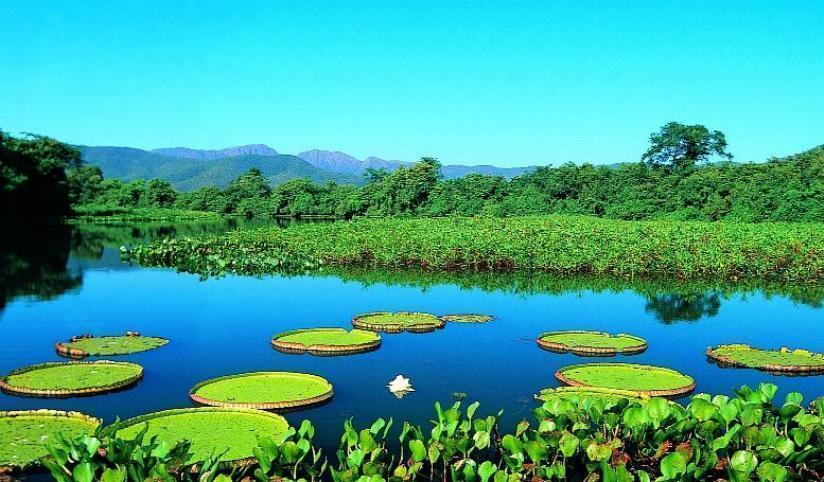 Bioma Pantanal ser debatido na Assembleia Legislativa, evento inicia nesta quarta-feira