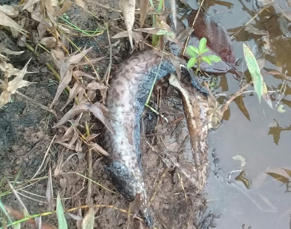 Moradores encontram peixes   mortos em rio no Caramujo