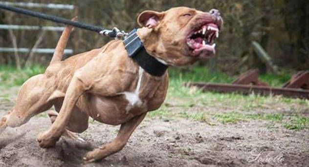 Em Cceres, idosa  atacada pelo  prprio cachorro da raa Pitbull
