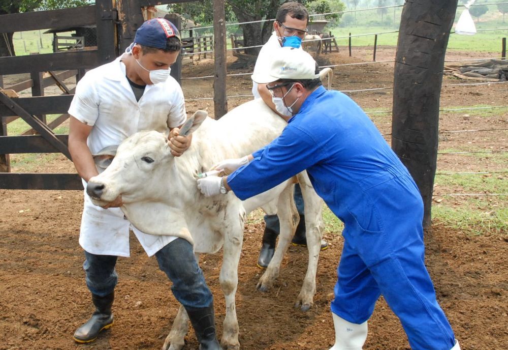 Etapa visa vacinar mais  de 13 milhes de bovinos