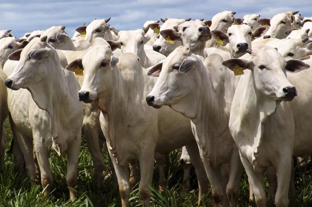 Rebanho bovino de MT cresce  mais de 10% nos ltimos anos