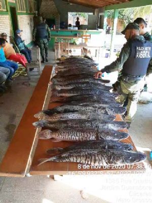 Ambiental detm pescadores em Cceres com cerca de 200 kg de pescado irregular