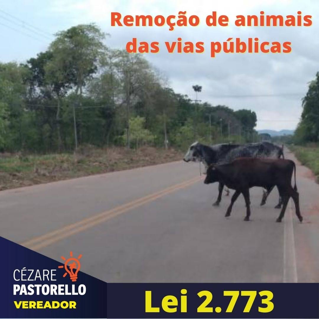Lei de Pastorello ser aplicada. Donos de animais soltos nas ruas pagaro at R$ 3.433,10 de multa