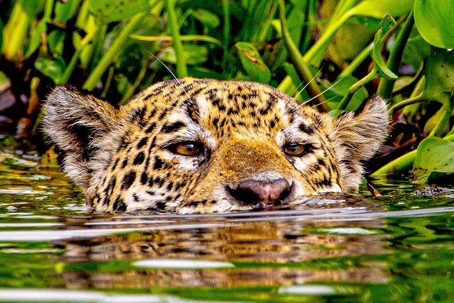 Revista Time elege Pantanal como um dos 50 melhores destinos a se visitar em 2023