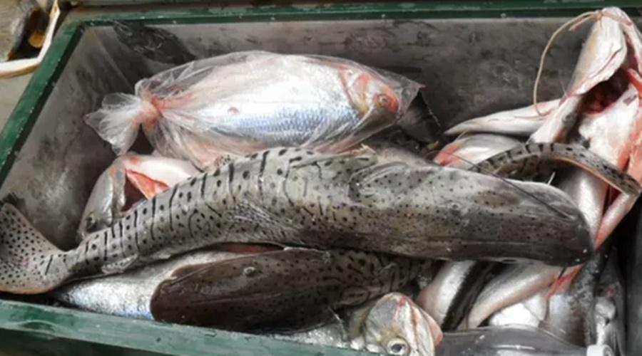 Comerciantes e pescadores profissionais devem entregar declarao de estoque pesqueiro at quarta-fe