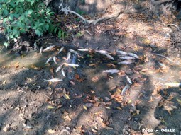 Seca leva peixes  morte no Crrego gua Clara em Quatro Marcos