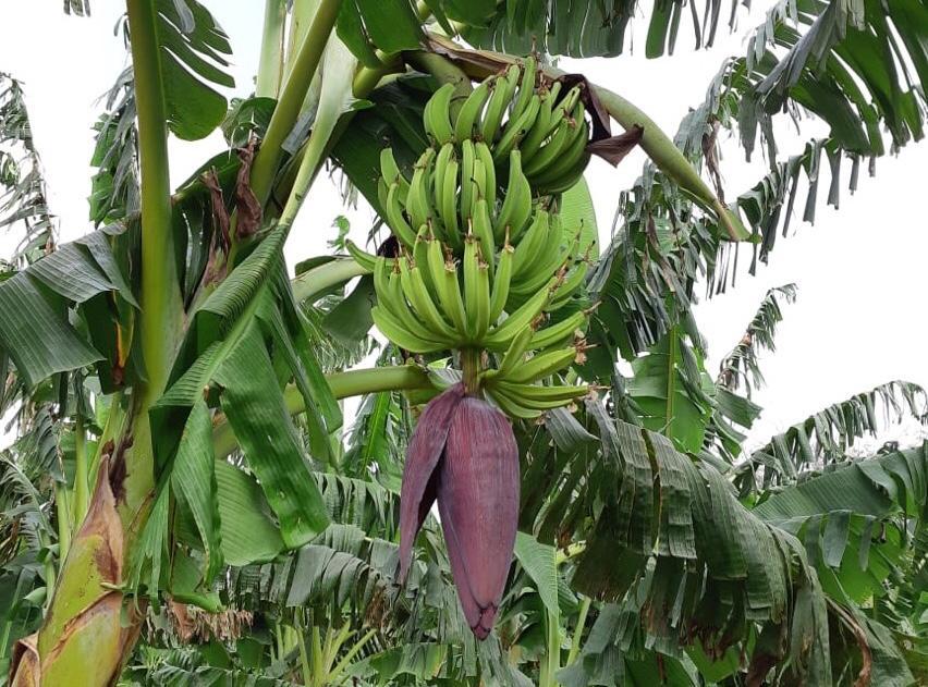 Nova cultivar de banana da terra ser lanada hoje em Cceres